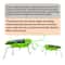 SolarPowered Grasshopper Motion Toy Educational Solar Powered Toy For Kids Interactive Insect Toy 2
