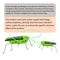 SolarPowered Grasshopper Motion Toy Educational Solar Powered Toy For Kids Interactive Insect Toy 2
