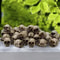 20Piece Mini Gothic Skull Decor Set For Halloween Gardens Creative Displays 1