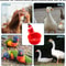 Automatic Poultry Waterer Cups Chicken Drinking Cups Poultry Water Dispenser System 3