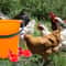 Automatic Poultry Waterer Cups Chicken Drinking Cups Poultry Water Dispenser System 4