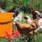 Automatic Poultry Waterer Cups Chicken Drinking Cups Poultry Water Dispenser System 4