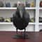 Realistic Black Raven Crow Decoy Bird Repellent For Garden And Balcony Pigeon Deterrent 4
