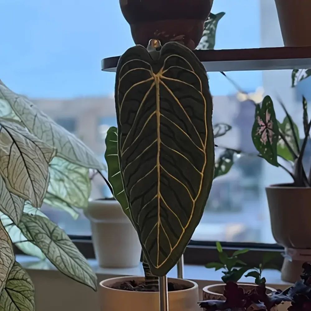 Tropical Leaf Coral Velvet Dish Towel Super Absorbent QuickDry Kitchen Bathroom Cloth 2