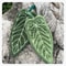 Tropical Leaf Coral Velvet Dish Towel Super Absorbent QuickDry Kitchen Bathroom Cloth 4