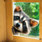 Peeking Raccoon Window Cling Sticker Static Cling Window Decal For Cute Home Decor 3