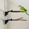 Suction Cup Window Bird Perch Stand Natural Wood Parrot Perch For Shower Travel Training 0