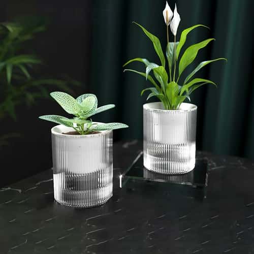 Self-Watering Hydroponic Planter Pot for Indoor Succulents and Tabletop Decor