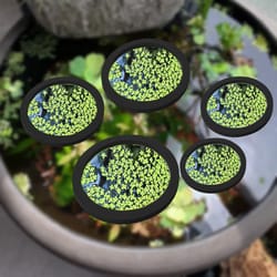 eva foam aquarium feeding ring set (5 sizes) floating plant corral pack of 5