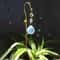 Elegant Crystal Sun Catcher Plant Decor Hanging Ornament With Decorative Stump Ball 0