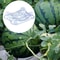 50Pack Garden Melon Cradle Supports Watermelon Support Stand Pumpkin Holder Set 4
