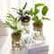 Desktop Glass Hydroponic Propagation Vase For Plant Cuttings Home Decor 1