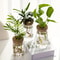 Desktop Glass Hydroponic Propagation Vase For Plant Cuttings Home Decor 1