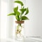 Desktop Glass Hydroponic Propagation Vase For Plant Cuttings Home Decor 3