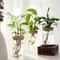 Desktop Glass Hydroponic Propagation Vase For Plant Cuttings Home Decor 4
