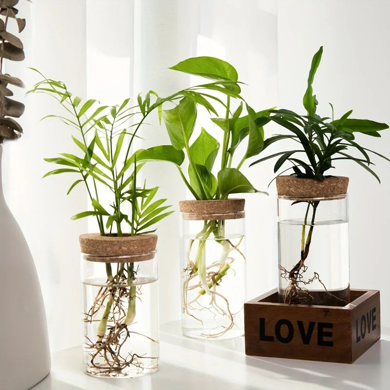 Desktop Glass Hydroponic Propagation Vase For Plant Cuttings Home Decor 4