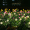 Solar Gardenia Flower Light Warm White Outdoor Solar Garden Lamp For Lawn Garden Decor 1