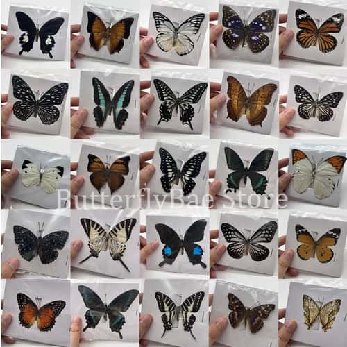 Real Butterfly Specimens Set for Butterfly Specimen Collection, Preserved Butterfly Decor and Insect Specimen Art