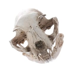 realistic resin cat skull replica anatomy model for teaching and decor