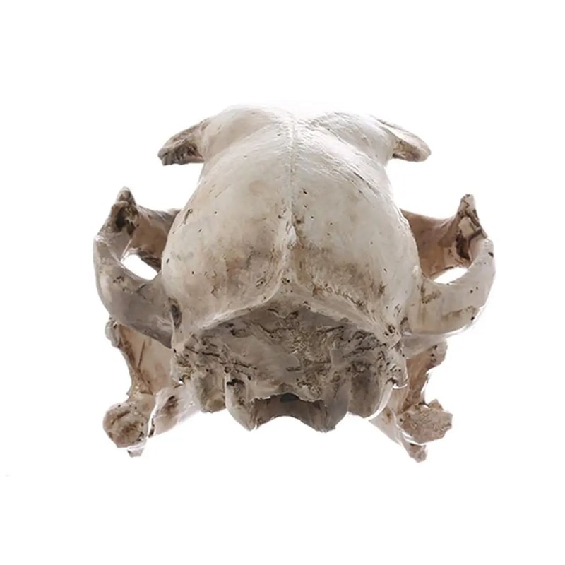 Realistic Resin Cat Skull Replica Anatomy Model For Teaching And Decor 4