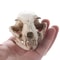 Realistic Resin Cat Skull Replica Anatomy Model For Teaching And Decor 5
