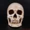 Realistic Human Skull Model Life Size Resin Skull Replica For Medical Study Halloween Decor 1