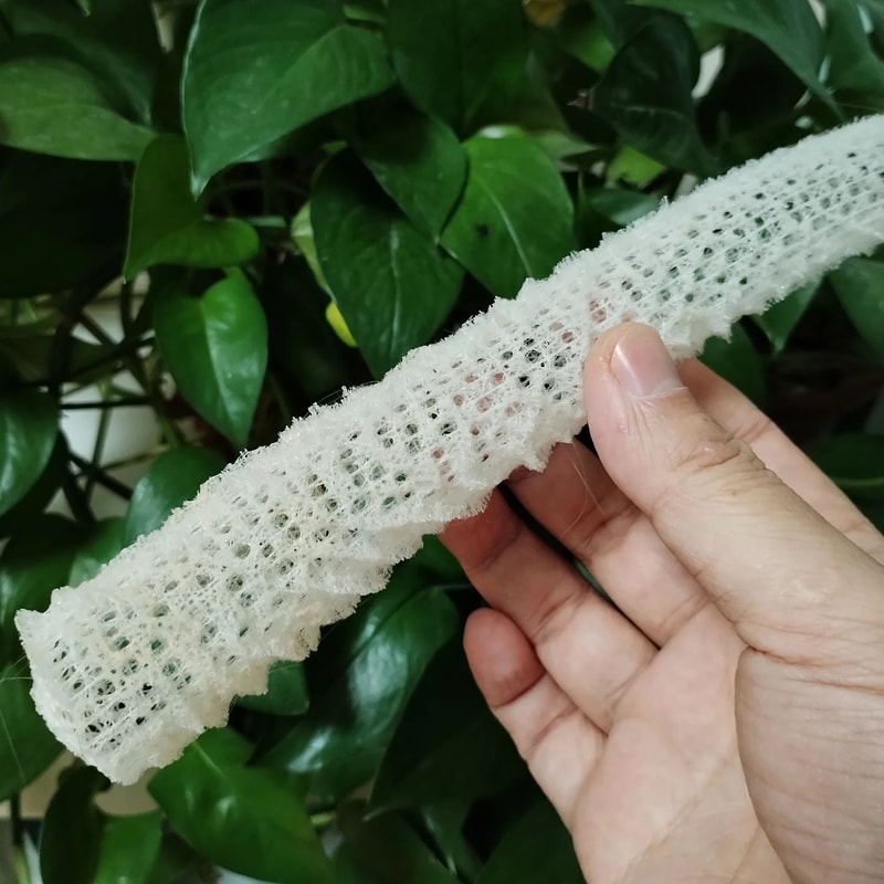 Venus Flower Basket Glass Sponge Decor Natural Euplectella Shell For Coastal Aquarium And Ocean Di 3