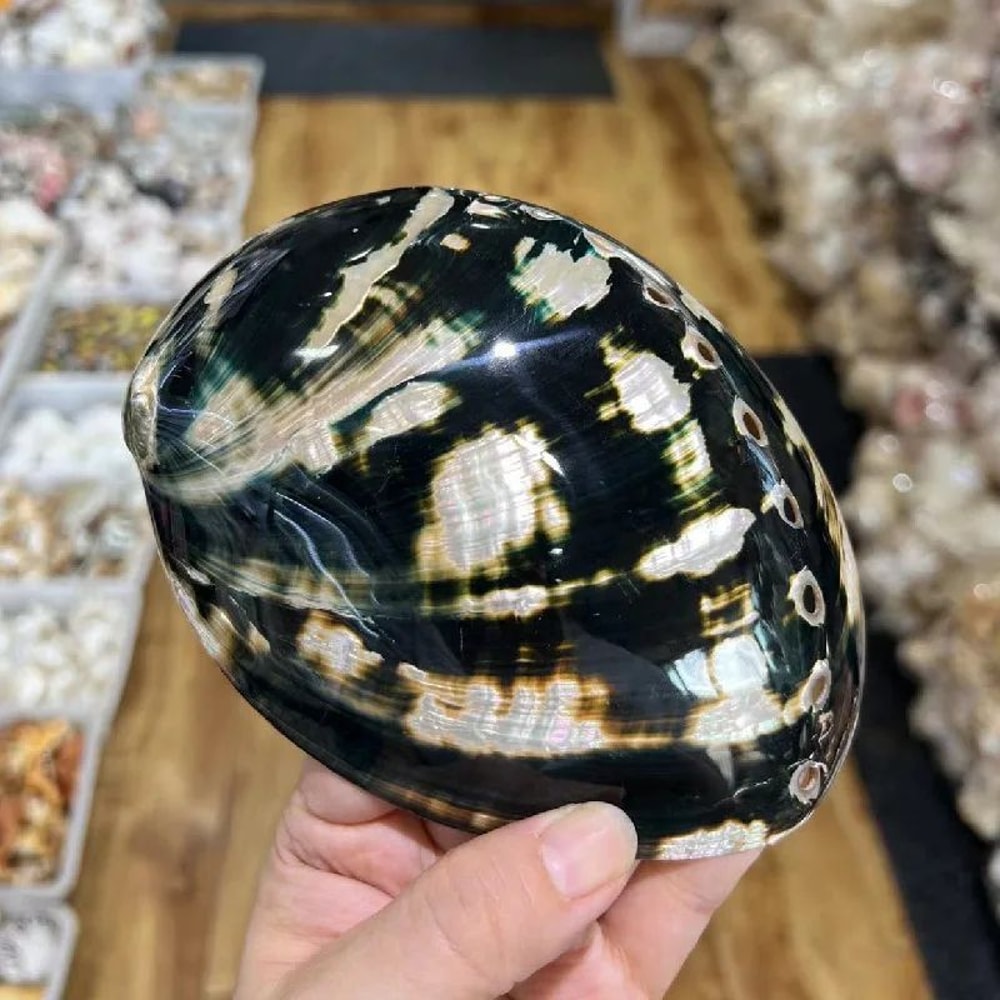 Paua Abalone Shell Smudge Kit With Tripod Stand Natural Smudging Bowl Spiritual Cleansing Decor 5