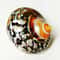 African Sarmaticus Hermit Crab Shells Natural Turbo Seashell For Coastal Decor 4