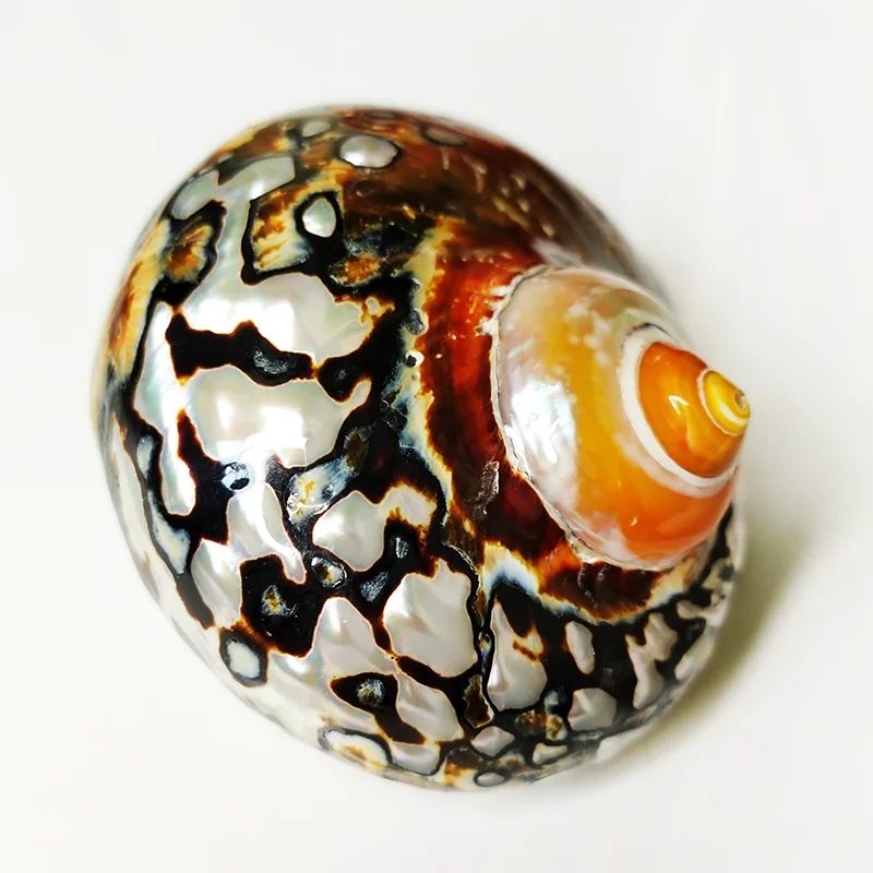 African Sarmaticus Hermit Crab Shells Natural Turbo Seashell For Coastal Decor 4
