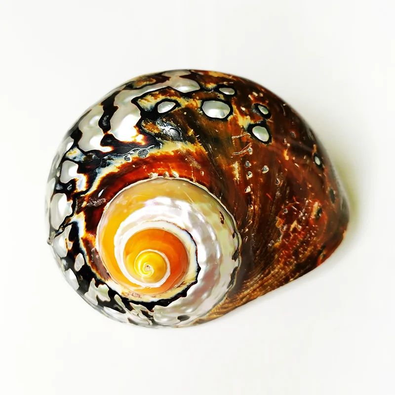 African Sarmaticus Hermit Crab Shells Natural Turbo Seashell For Coastal Decor 3
