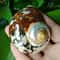 African Sarmaticus Hermit Crab Shells Natural Turbo Seashell For Coastal Decor 1