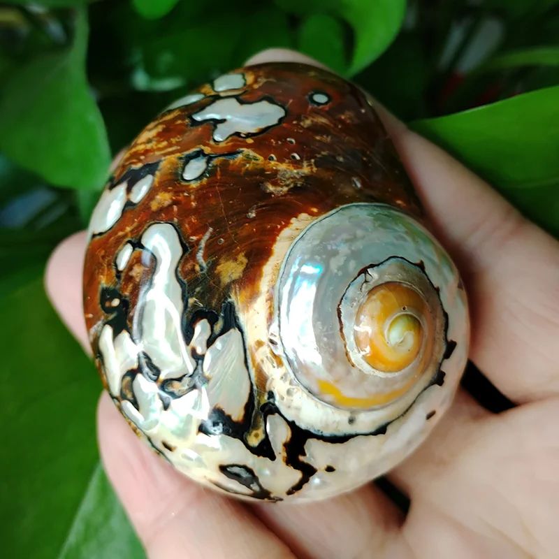 African Sarmaticus Hermit Crab Shells Natural Turbo Seashell For Coastal Decor 1