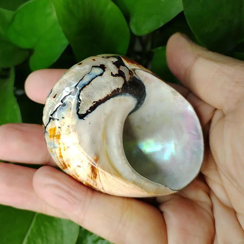 African Sarmaticus Hermit Crab Shells Natural Turbo Seashell For Coastal Decor 2