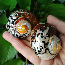 african sarmaticus hermit crab shells natural turbo seashell for coastal decor