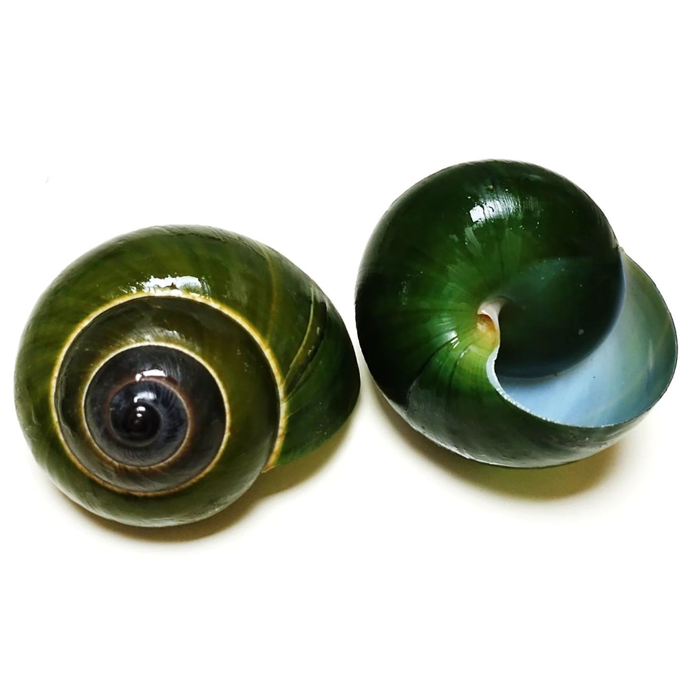 Green Jade Natural Snail Shell Aquarium Decoration Shell Specimen Accent 0