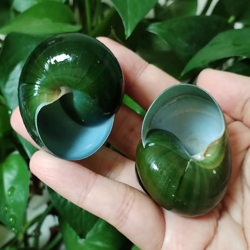 Green Jade Natural Snail Shell Aquarium Decoration Shell Specimen Accent 3