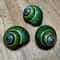 Green Jade Natural Snail Shell Aquarium Decoration Shell Specimen Accent 4