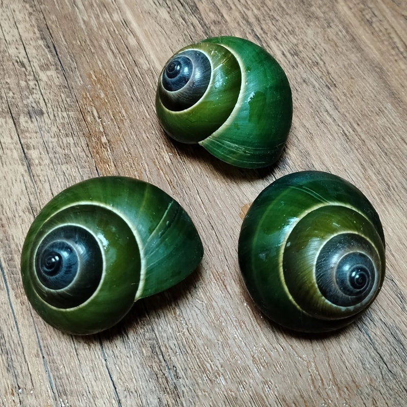 Green Jade Natural Snail Shell Aquarium Decoration Shell Specimen Accent 4