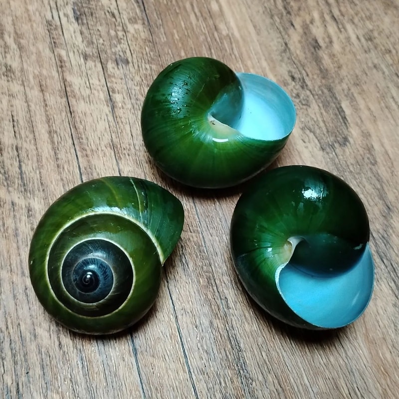 Green Jade Natural Snail Shell Aquarium Decoration Shell Specimen Accent 5