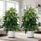 Realistic Artificial Money Tree Palm For Outdoor Decor And Wedding Styling 0