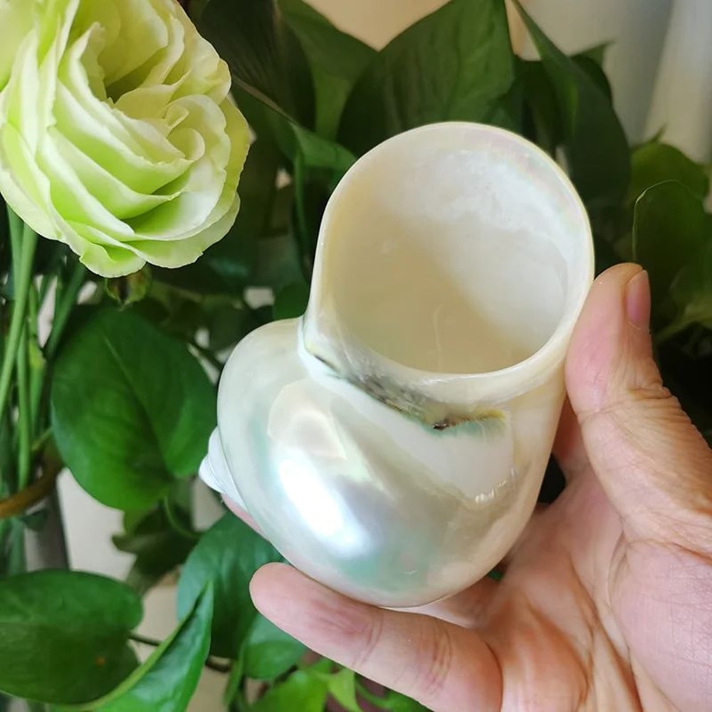 Large Green Banded Turbo Shells For Hermit Crabs And Coastal Home Decor 2