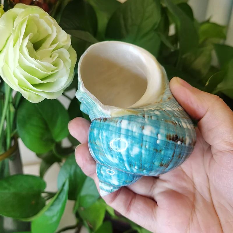 Large Green Banded Turbo Shells For Hermit Crabs And Coastal Home Decor 6