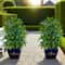 Lifelike Artificial Money Tree Palm For Patio Balcony And Event Decor 3