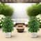 Lifelike Artificial Money Tree Palm For Patio Balcony And Event Decor 4