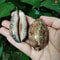 Natural Arabian Cowry Shells Set Of 2 For Crafts Jewelry Making And Beach Decor 1