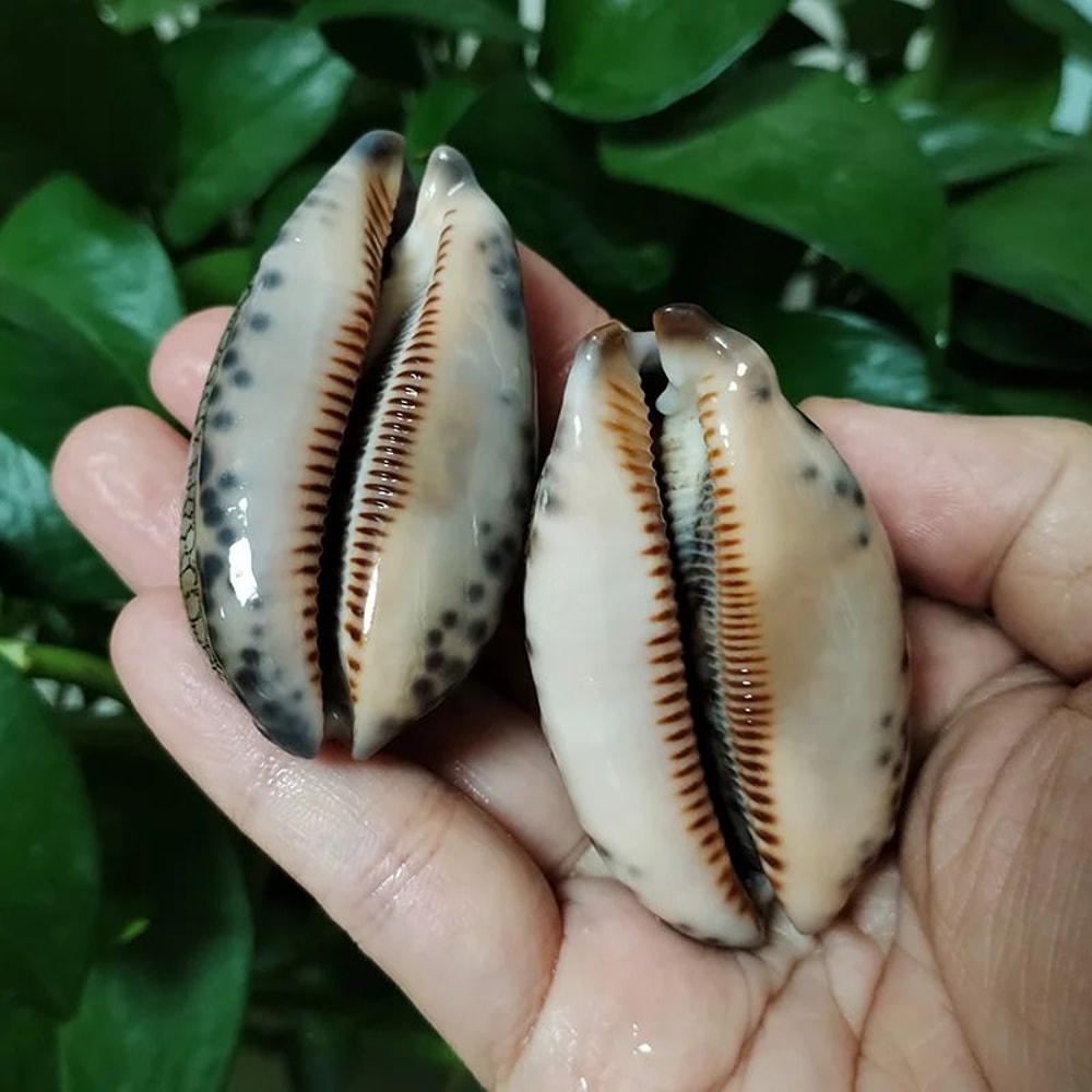 Natural Arabian Cowry Shells Set Of 2 For Crafts Jewelry Making And Beach Decor 3