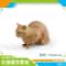Lifelike Orange Cat Figurine Realistic Mini Cat Ornament For Desk Decor 5