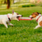 Jaoseko Dog Bite Rod Training Teething Toy 2