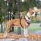 Personalized Dog Harness With Custom Name Patch 4